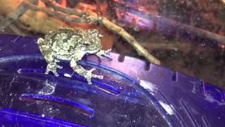 Gray Tree Frog eats dusted cricket