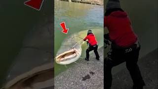 Download lagu JORAN SAMPAI MELENGKING‼️Mancing dapat ikan lele raksasa. #fishing #bigfish #shorts mp3