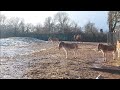 Persian Onagers And Bactrian Camel In Snow At Chester Zoo 19 01 23