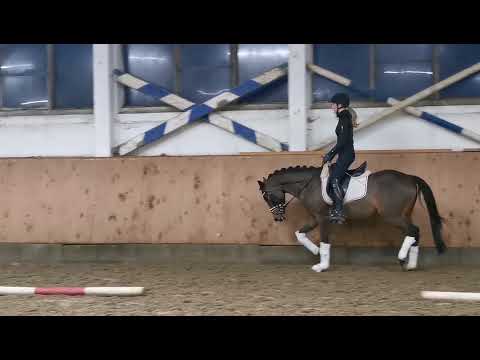 4 jähriger Reitponywallach v. Cosmopolitan