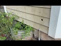 Hole in the Home Filled with Yellow Jackets in Plainsboro, NJ
