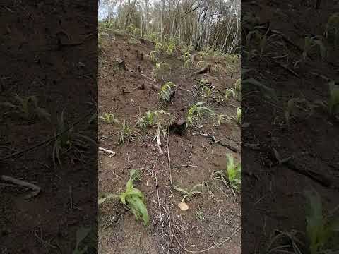 CULTIVO DE MAÍZ CHAGUANI CUNDINAMARCA EN COLOMBIA