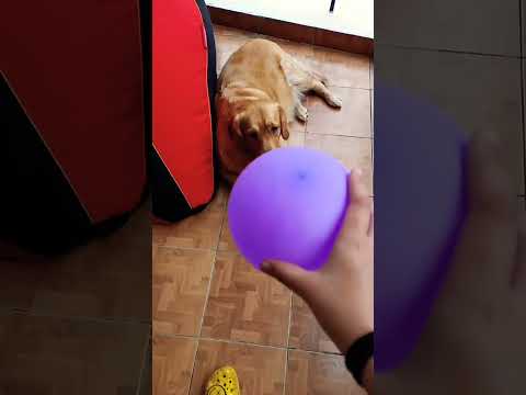 baaaaaalllllluuuuuuunnnnnniiiiieeeeeeessssssss