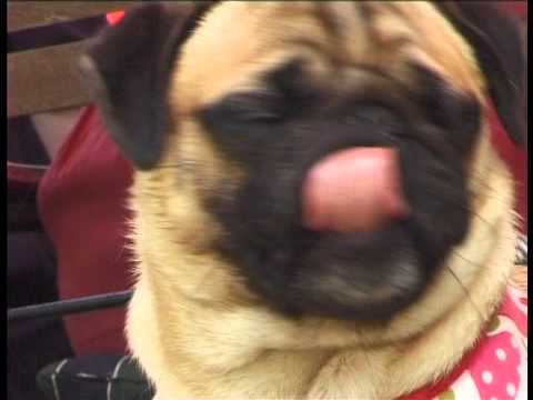 mops und möpse und der Mopsalarm