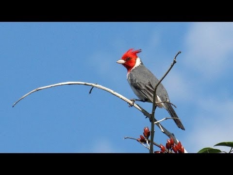 LOS HERMANOS CUESTAS  como los pajaros