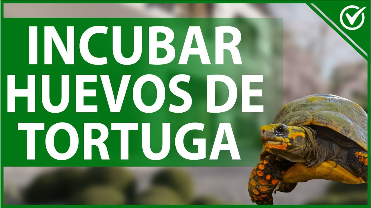 🐢 Cómo Incubar Huevos de Tortuga - Materiales, Procedimiento y Cuidados 🥚🐢