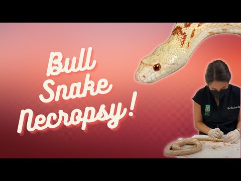 Vet performs necropsy on Bull Snake and describes anatomy
