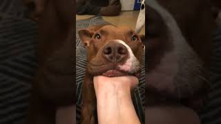 I Swear This is Cutest 🥰🥰 Pitbull 🥰🥰