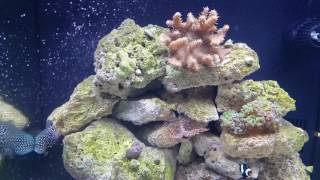 Tank Talk With Jared - Reef Roids & Kent Sea Squirt Review