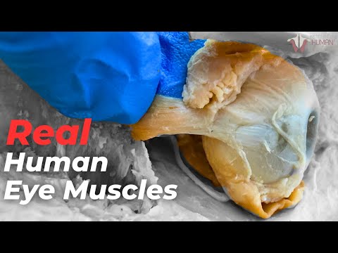 Why the Eye Has the Fastest Muscles in the Human Body