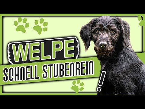 Welpen SCHNELL stubenrein bekommen! Top Trainer Tipps!
