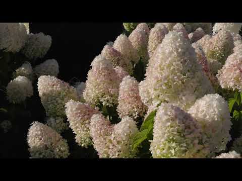 Hydrangea paniculata Living Sugar Rush
