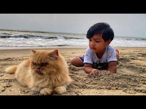 Persian cat.. zoya with daksh