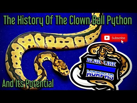The History Of The Clown Ball Python And Its Potential!