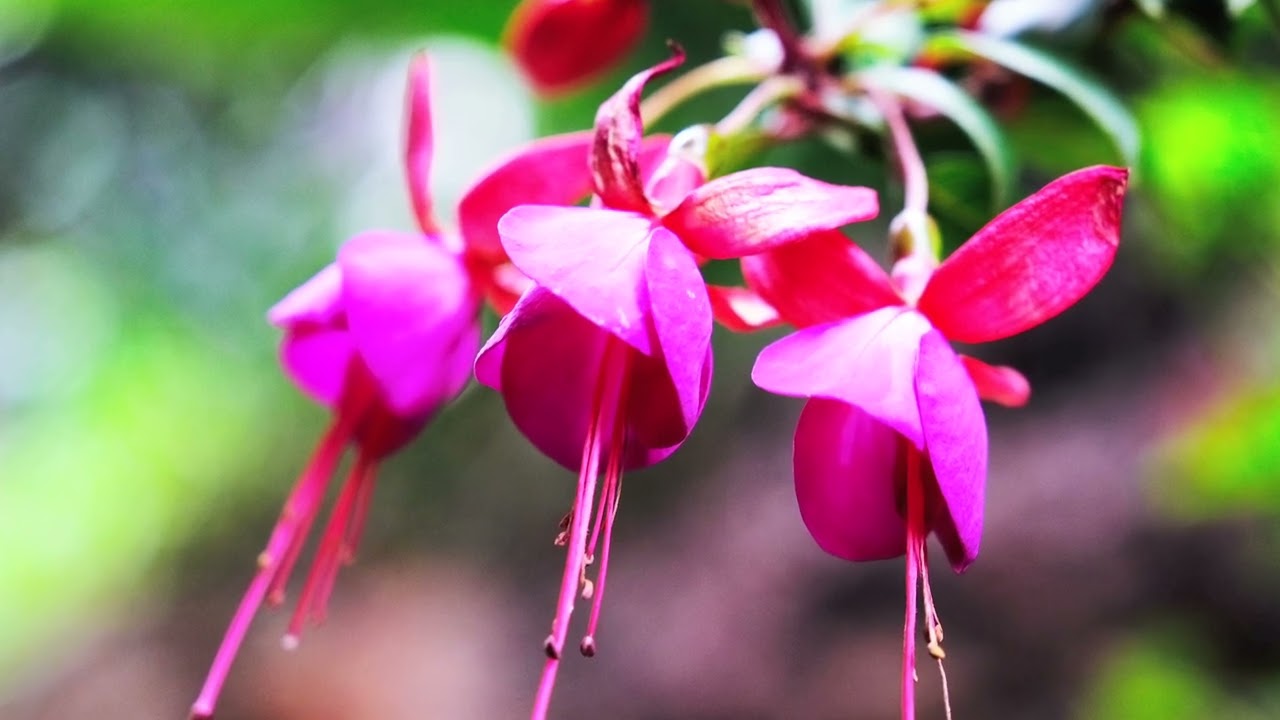 Agterplaas Guest House — Hospitality Promotional Video — video thumbnail