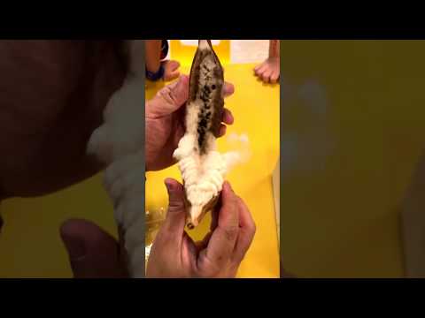 Opening a dried Kapok fruit