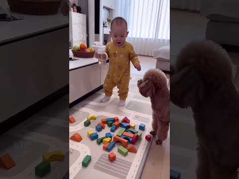 Doggy na Mera ghar Tod Diya