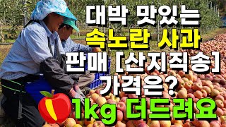 정말 맛있는 사과 저렴하게 판매합니다 대박 수확현장 1가지에 20개도 더 달린..? 산지직송 사과판매 부사사…