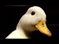 quack.mp4
