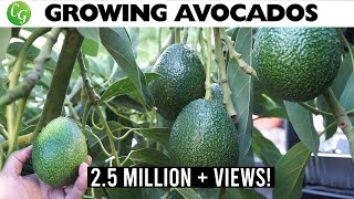Growing Avocado : The best avocados to grow in your garden!