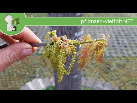 Roteiche - Austrieb & Blüte - 17.04.18 (Quercus rubra) - Baum-/Strauch-Bestimmung