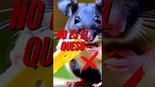 La comida FAVORITA de los Ratones 🐭 #curiosidadeanimal #curiosidades #sabiasque