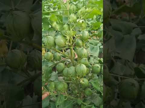 High yielding variety of cotton ! Cotton variety | #cotton #variety #yields