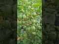 High Yielding Variety Of Cotton Cotton Variety Cotton Variety Yields