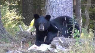 preview picture of video 'Bears of Barkley Lake'