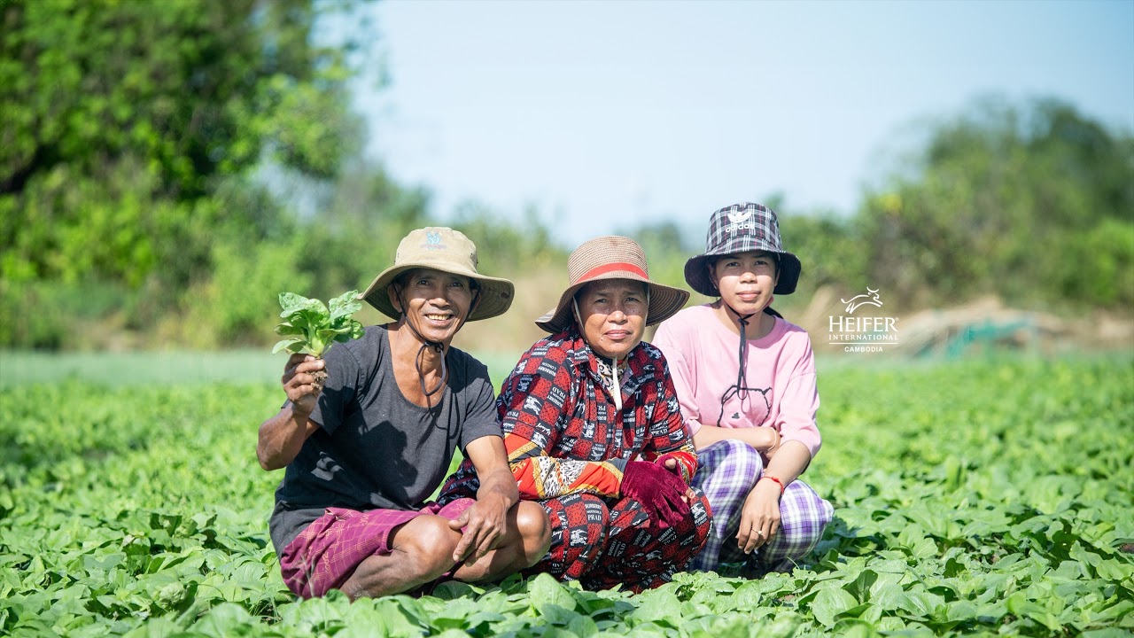 Heifer International Cambodia Live Stream