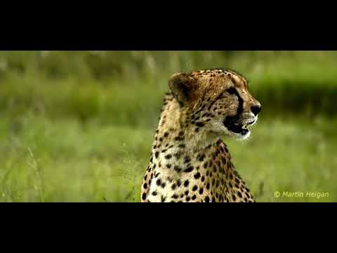 The Cheetah King Part 20: Charlie Returns