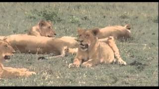 preview picture of video 'Learning About Arathusa's Lions November3, 2014'