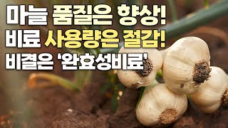 마늘 비료 밑거름 하나만 잘 선택해도 수익 증가! 품질은 높이고 시비량은 줄이는법