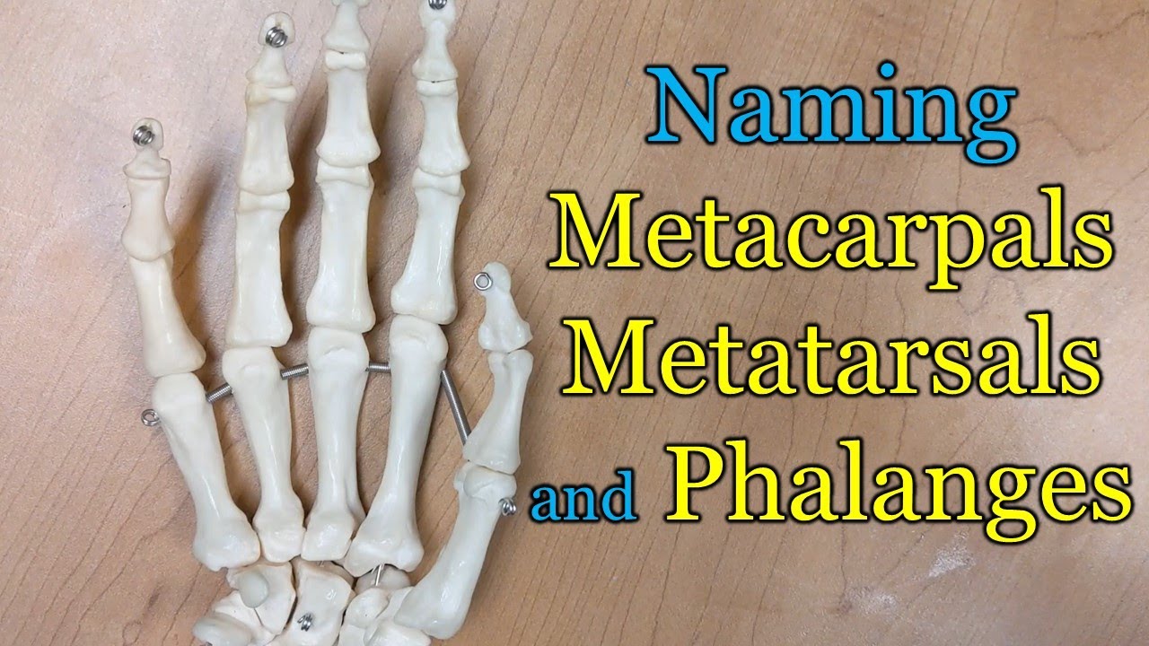 What are the five metatarsals?