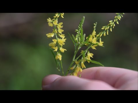 YouTube video about Discover the Beauty and Benefits of Yellow Sweet Clover