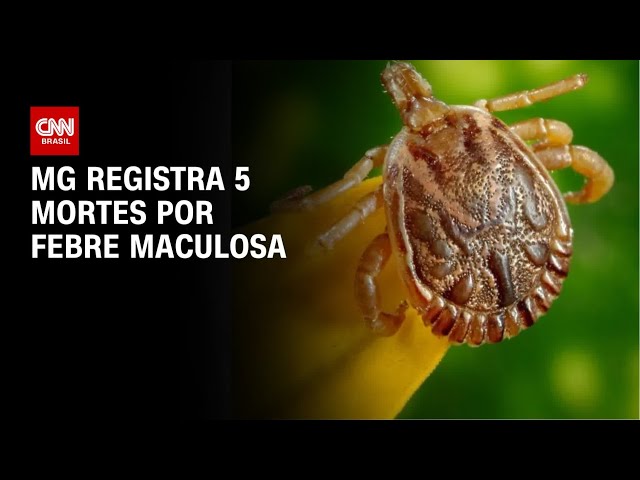 Febre Maculosa: Minas Gerais registra mais uma morte | BASTIDORES CNN