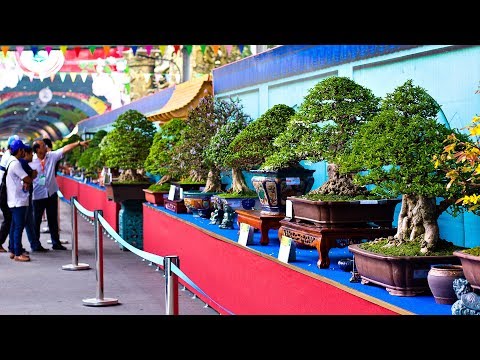 Bonsai Exhibition Vietnam -15th ASPAC - (Asia Pacific Bonsai And Suiseki Bonsai Exhibition) Part 1