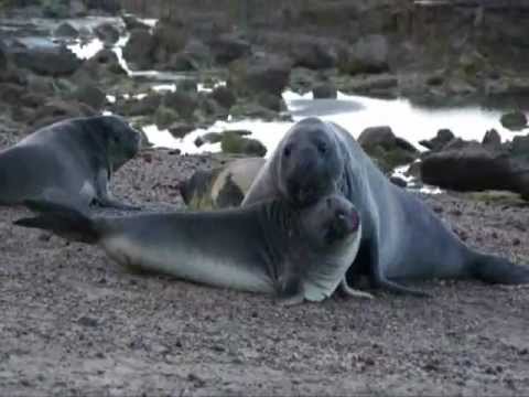 Rollmops am rollen...