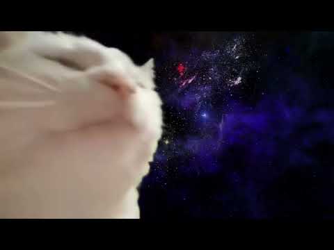 ImCatJam - 'CatJam Song (Slowed + Reverb)' M/V Teaser