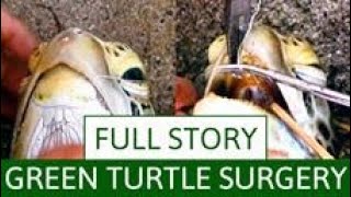preview picture of video 'Green Sea Turtle Rescue by Amihan Sa Dahican'
