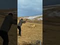 Wolf Attack On Man