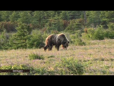 В этом году охота на бурого медведя начнётся раньше, чтобы сократить количество хищников на Колыме