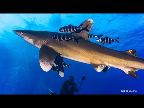 Egypt Brothers, Daedalus & Elphinstone