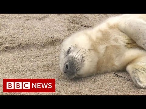 空からアザラシを発見 - BBC ニュース (Spotting seals from the sky - BBC News)