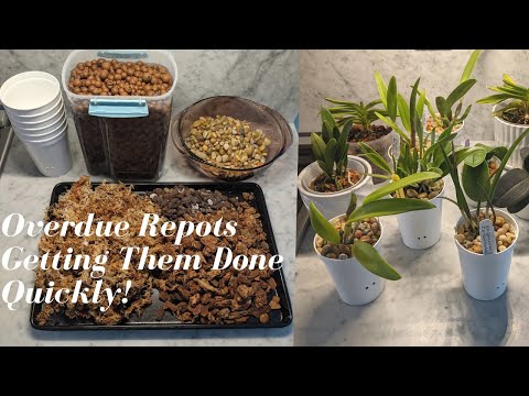 Overdue Repots | Transitioning 4 Cattleya Orchids into Semi Hydro -  Trying to Move Efficiently