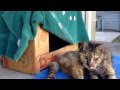 Skid Row Kitty We Ve Adopted Showed Up Skin And Bones So Grateful She Gave Us 12 Inch Rat