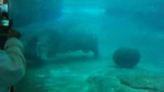 Mad Hippo , going round &amp; round in slow motion