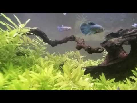 Discus with bettas in planted tank