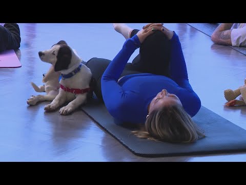 Chicago's Puppy Yoga event combines mindfulness and puppy playtime for a cause