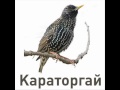 Айсулу Койшинова - Караторгай 